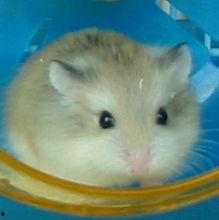 鼠的照片,照片中的灵动精灵